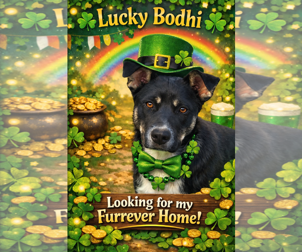 Medium Photo #6 Mutt Puppy For Sale in Fenton, MO, USA