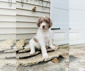 F2 Aussiedoodle Puppy for sale in WILLIAMSTOWN, KY, USA