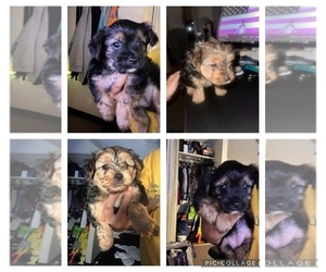 Yorkshire Terrier Puppy for sale in LOWELL, MA, USA