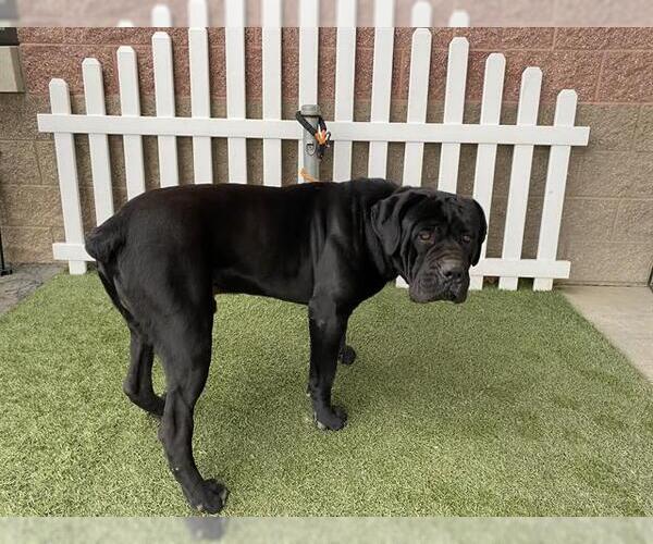 Medium Photo #1 Mutt Puppy For Sale in Modesto, CA, USA