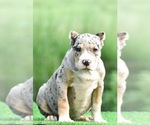Small Photo #1 American Bully Puppy For Sale in CLEVELAND, GA, USA