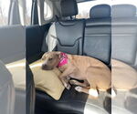 Small #9 American Pit Bull Terrier-Labrador Retriever Mix