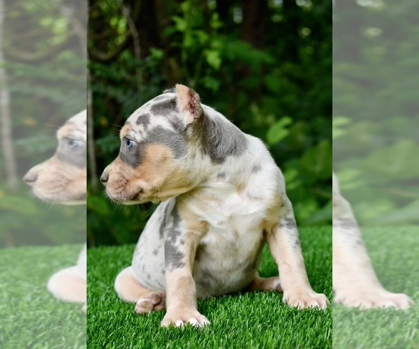Full screen Photo #14 American Bully Puppy For Sale in CLEVELAND, GA, USA