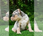Small Photo #14 American Bully Puppy For Sale in CLEVELAND, GA, USA