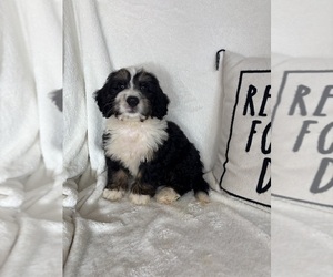 Bernedoodle Puppy for sale in GREENFIELD, IN, USA
