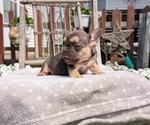 Small Photo #23 French Bulldog Puppy For Sale in GOSHEN, IN, USA