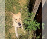 Small #1 Mutt