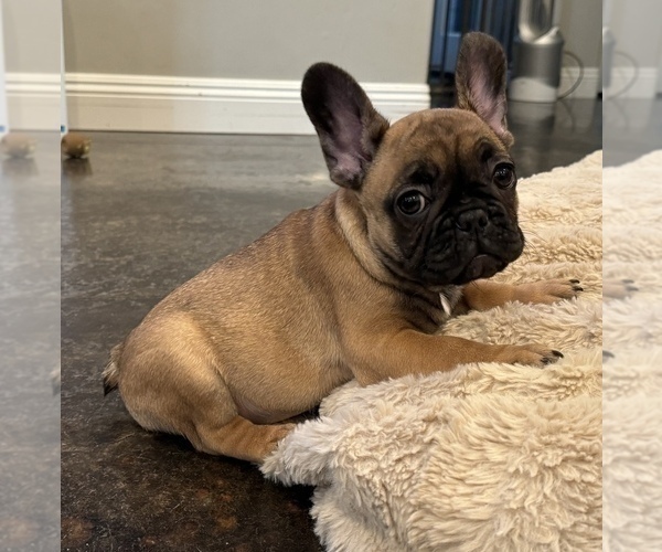 Medium Photo #8 French Bulldog Puppy For Sale in OAKDALE, CA, USA
