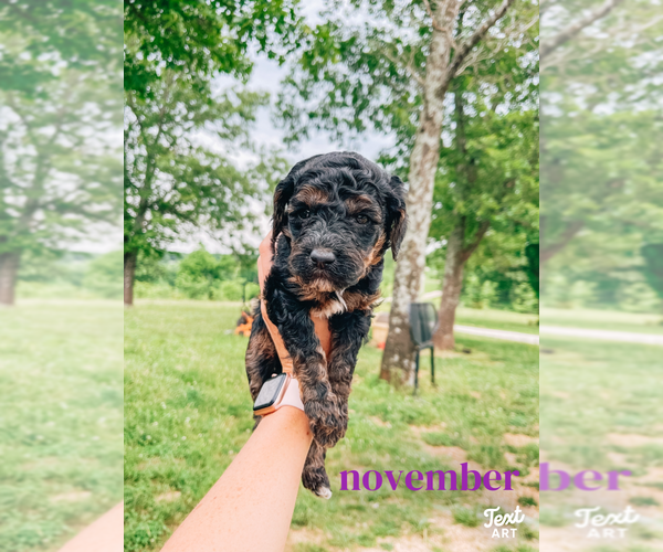 Medium Photo #1 Poodle (Standard) Puppy For Sale in GARRISON, MO, USA