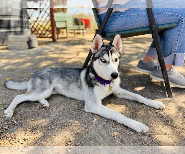 Medium Photo #3 - Mix Puppy For Sale in Seal Beach, CA, USA