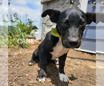 Small #1 Chihuahua Mix