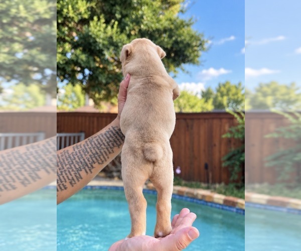 Medium Photo #3 Olde English Bulldogge Puppy For Sale in FORT WORTH, TX, USA