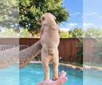 Small Photo #10 Olde English Bulldogge Puppy For Sale in FORT WORTH, TX, USA