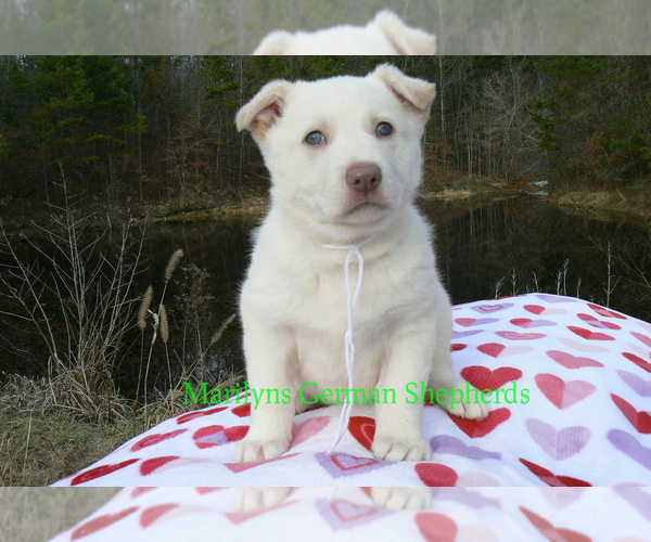 Medium Photo #4 German Shepherd Dog Puppy For Sale in PIEDMONT, MO, USA
