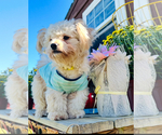 Small Photo #1 Maltipoo (Miniature) Puppy For Sale in WILMINGTON, NC, USA