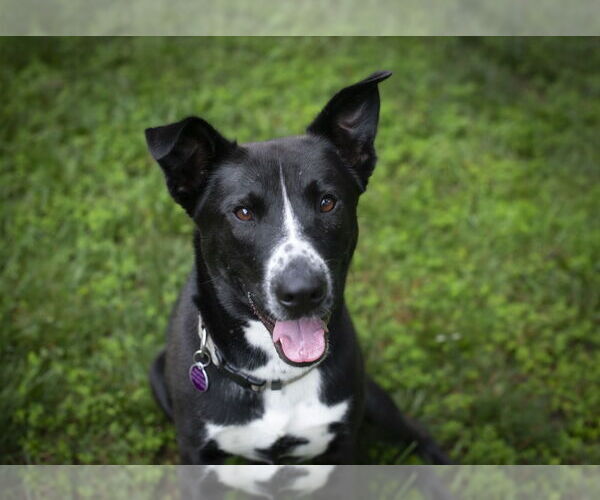 Medium Photo #2 Mutt Puppy For Sale in Arlington, VA, USA