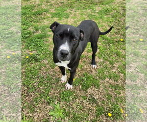 American Pit Bull Terrier-Unknown Mix Dogs for adoption in Grovetown, GA, USA