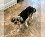 Small #1 Poodle (Miniature) Mix
