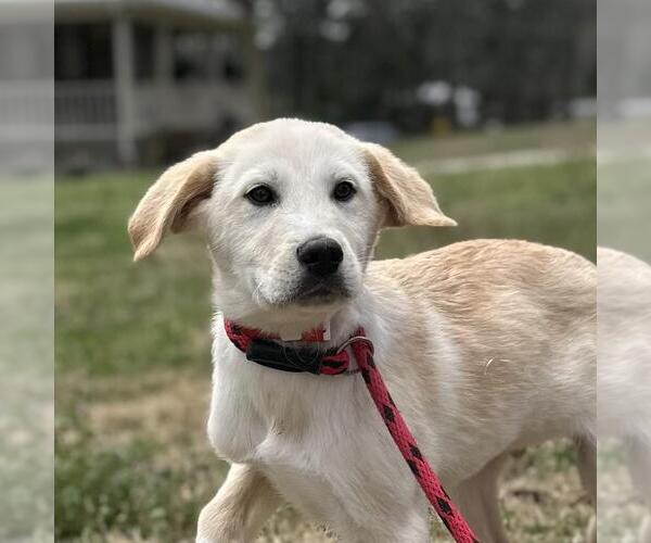 Medium Photo #1 Great Pyrenees-Unknown Mix Puppy For Sale in Yardley, PA, USA