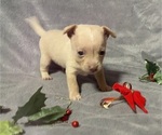 Puppy Puppy 3 Chihuahua