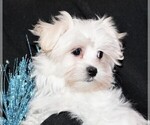Small Photo #6 Maltese Puppy For Sale in ROCK VALLEY, IA, USA