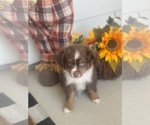 Miniature Australian Shepherd Litter for sale in CHATTANOOGA, TN, USA