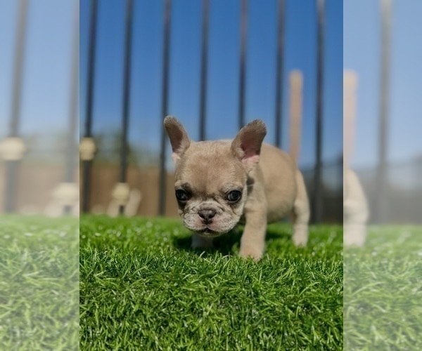 Medium Photo #11 French Bulldog Puppy For Sale in CASTRO VALLEY, CA, USA
