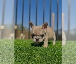 Small #10 French Bulldog
