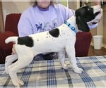 Small Photo #31 German Shorthaired Pointer Puppy For Sale in MCKINNEY, TX, USA