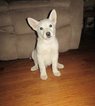 Small Photo #1 German Shepherd Dog Puppy For Sale in PLATTEVILLE, CO, USA