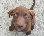 Image preview for Ad Listing. Nickname: Smokey