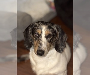 Dachshund Puppy for sale in FORT CAMPBELL, KY, USA