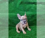 Small Photo #6 French Bulldog Puppy For Sale in N LAS VEGAS, NV, USA
