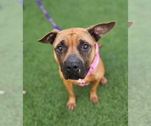 Selene - Female Boxer-Unknown Mix Dog for Adoption - Photo #3