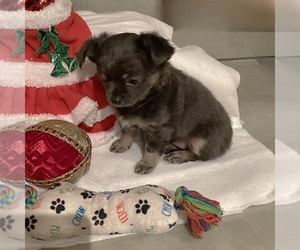 Chihuahua Puppy for sale in MINDEN, LA, USA