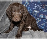 Small Photo #14 Labradoodle Puppy For Sale in JOPLIN, MO, USA