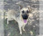 Small #1 German Shepherd Dog Mix