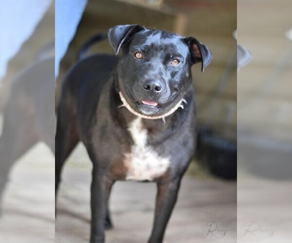 Medium Photo #2 American Pit Bull Terrier-Labrador Retriever Mix Puppy For Sale in Brewster, NY, USA