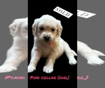 Small #9 English Cream Golden Retriever