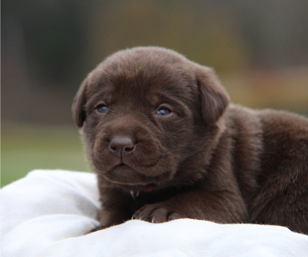 Medium Photo #1 Labrador Retriever Puppy For Sale in HYDE PARK, VT, USA
