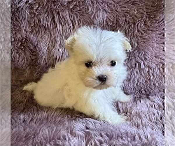 Medium Photo #15 Maltese Puppy For Sale in MIAMI, FL, USA