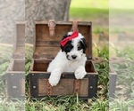 Small #4 Bernedoodle (Miniature)