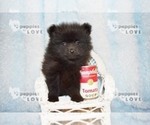 Small Photo #10 Pomeranian Puppy For Sale in SANGER, TX, USA