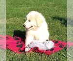 Small Photo #3 Great Pyrenees Puppy For Sale in BRIGHTON, IA, USA
