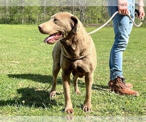 Mother of the Labrador Retriever puppies born on 06/01/2025