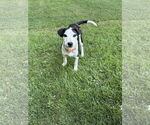 Small #2 American Pit Bull Terrier-Border Collie Mix