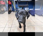 Small Labrador Retriever Mix