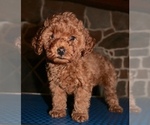 Small Photo #9 Miniature Labradoodle Puppy For Sale in MANHEIM, PA, USA