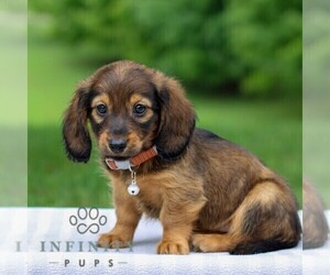 Dachshund Puppy for sale in ANNVILLE, PA, USA