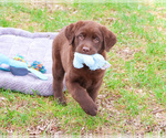 Small #2 Labrador Retriever